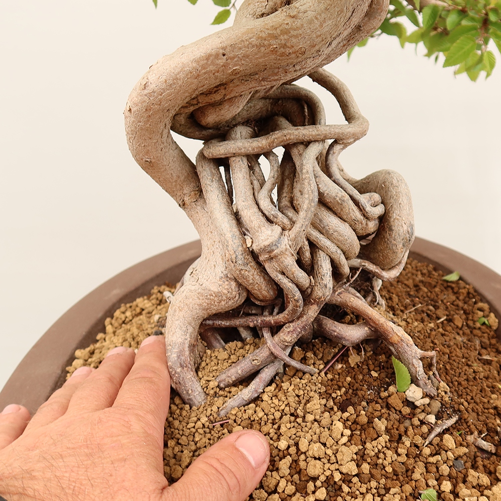 Bonsai voor buiten -Carpinus Coreana - Koreaanse haagbeuk