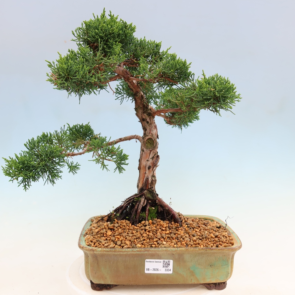 Bonsai voor buiten - Juniperus chinensis Kishu