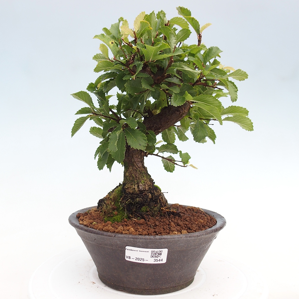 Bonsai voor buiten - Zelkova - Zelkova NIRE