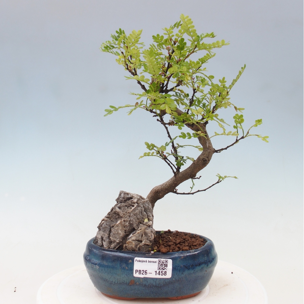 Kamerbonsai - Zantoxylum piperitum - peperboom