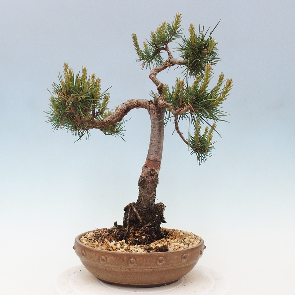 Bonsai voor buiten - Pinus Sylvestris Watererri - grove den