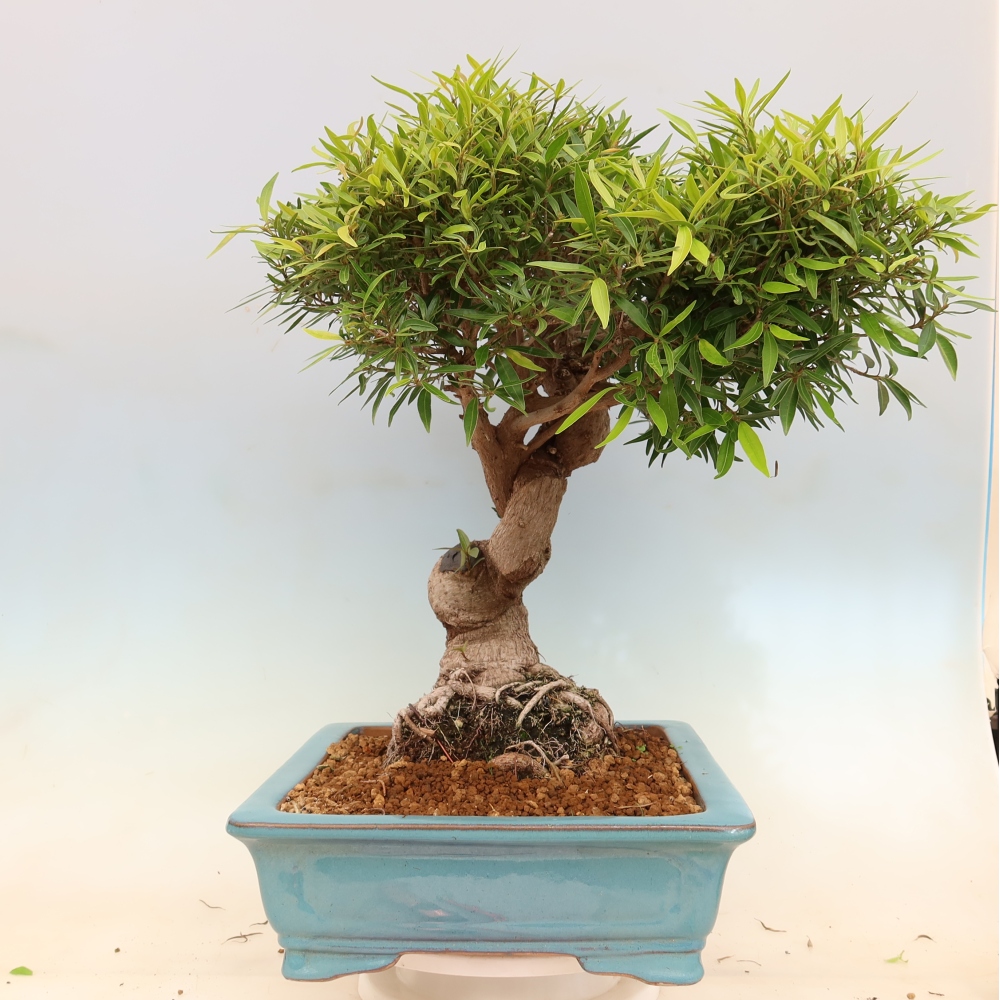 Kamerbonsai - Ficus nerifolia - kleinbladige ficus