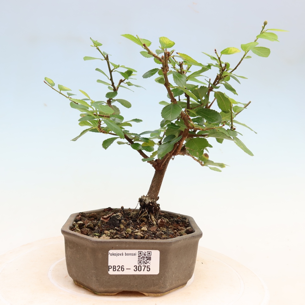 Kamerbonsai – Grewia occidentalis – Lavendelster