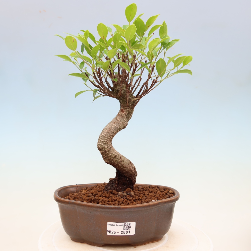 Kamerbonsai - Ficus kimmen - kleinbladige ficus