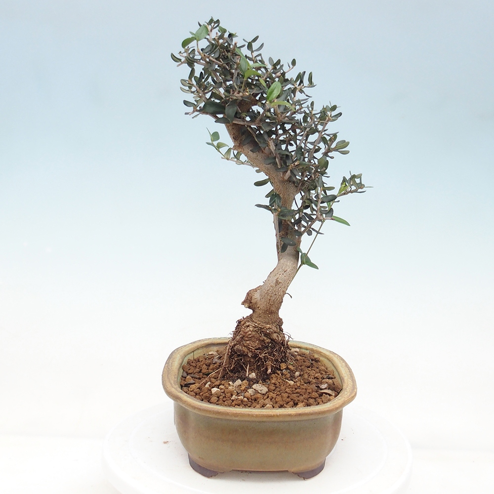 Bonsai voor binnen - Olea europaea sylvestris