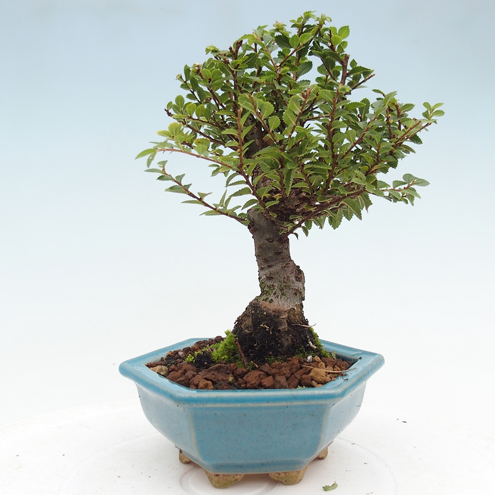 Bonsai voor buiten - Ulmus parvifolia Hokkaido - Chinese iep