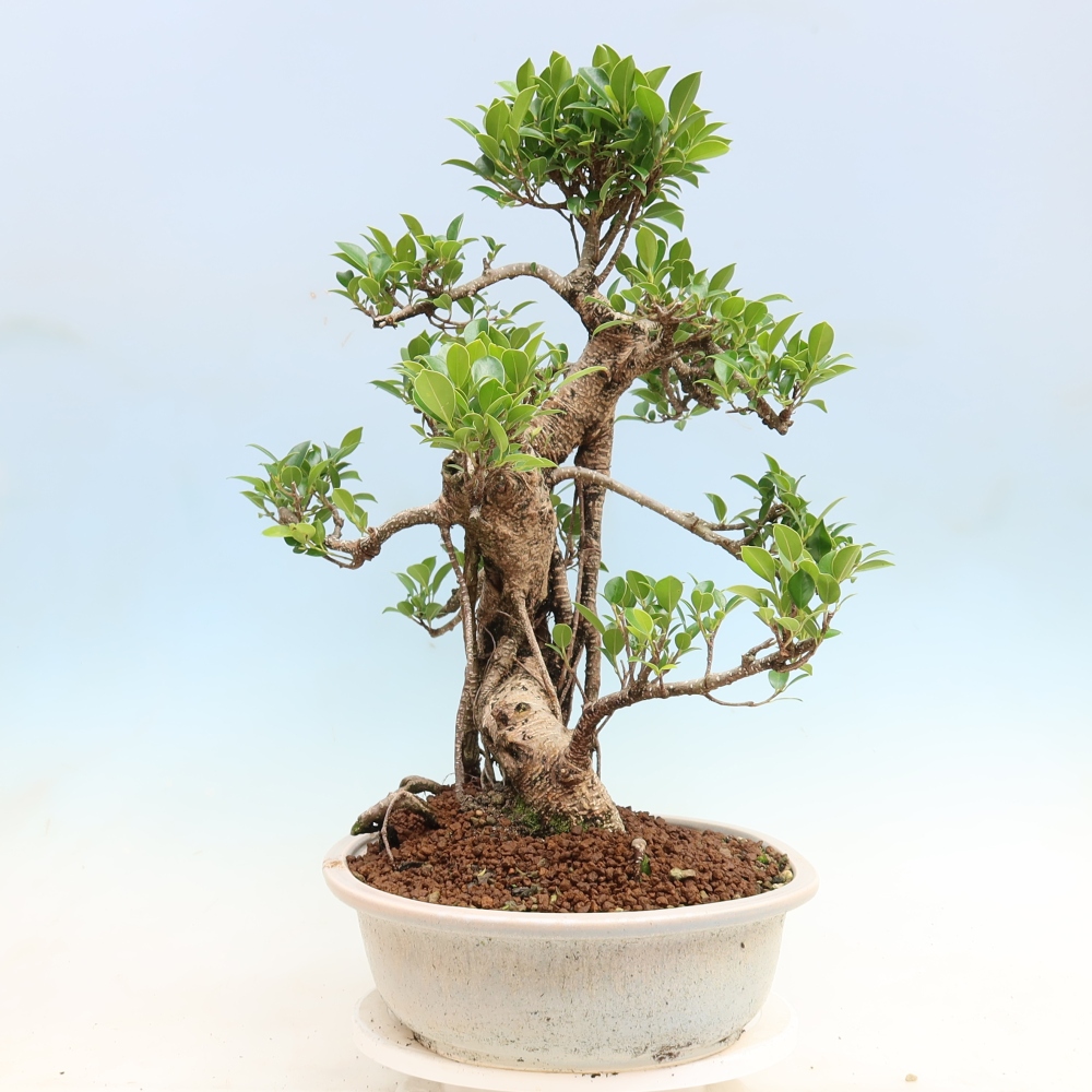 Kamerbonsai - Ficus kimmen - kleinbladige ficus