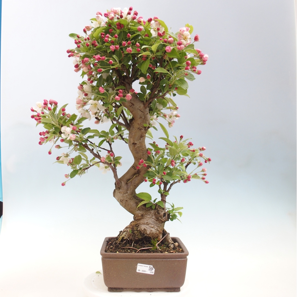 Bonsai voor buiten -Malus halliana - Appelboom met kleine vruchten