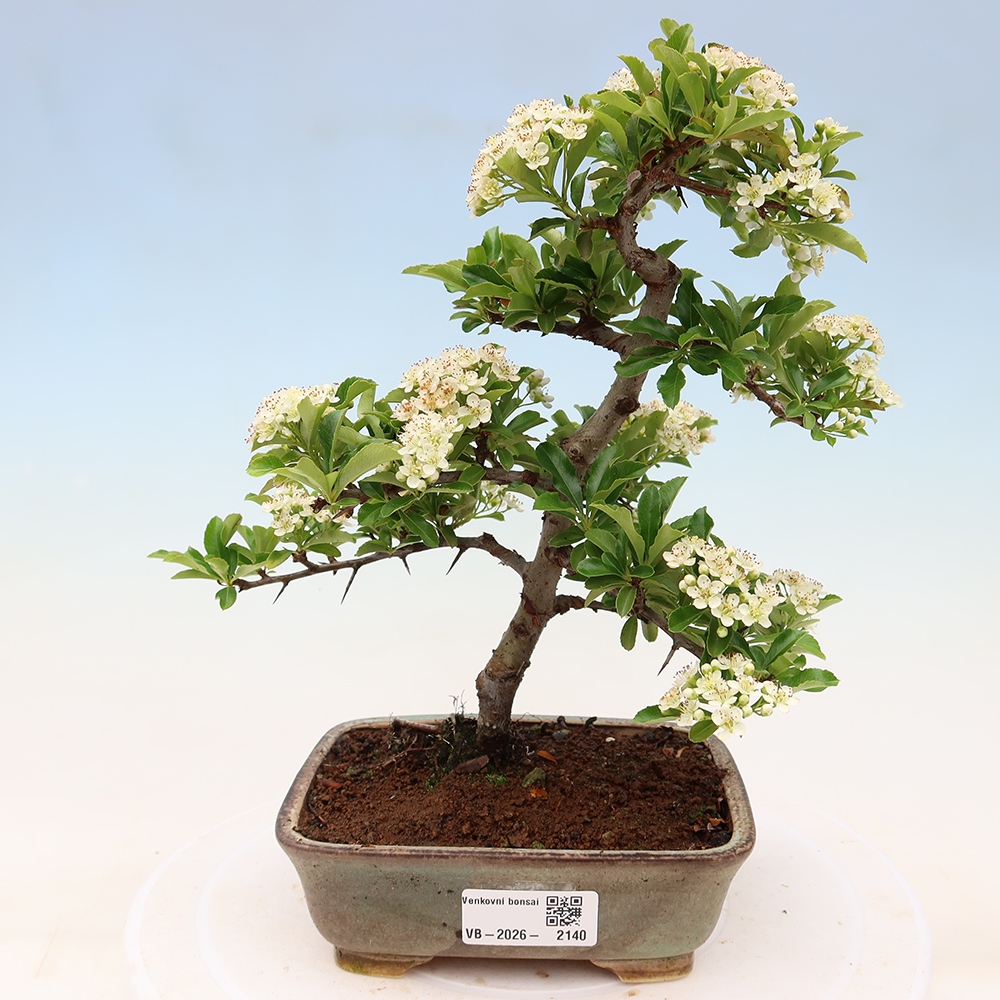 Buitenbonsai - Pyracantha teton - Vuurdoorn