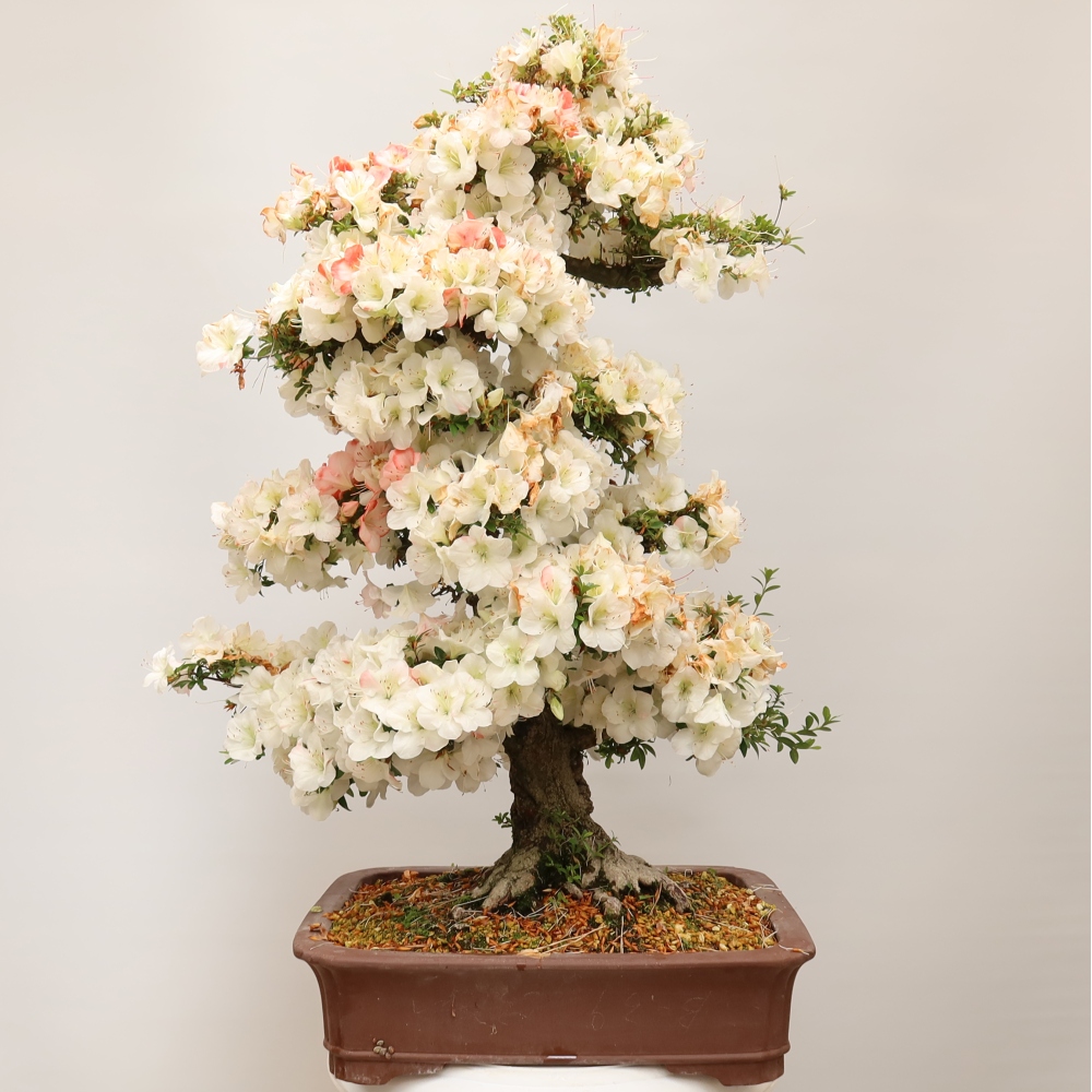 Bonsai voor buiten - Japanse Azalea - Azalea Tochizumi