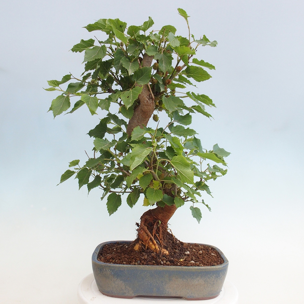 Bonsai voor buiten -Morus alba - moerbei