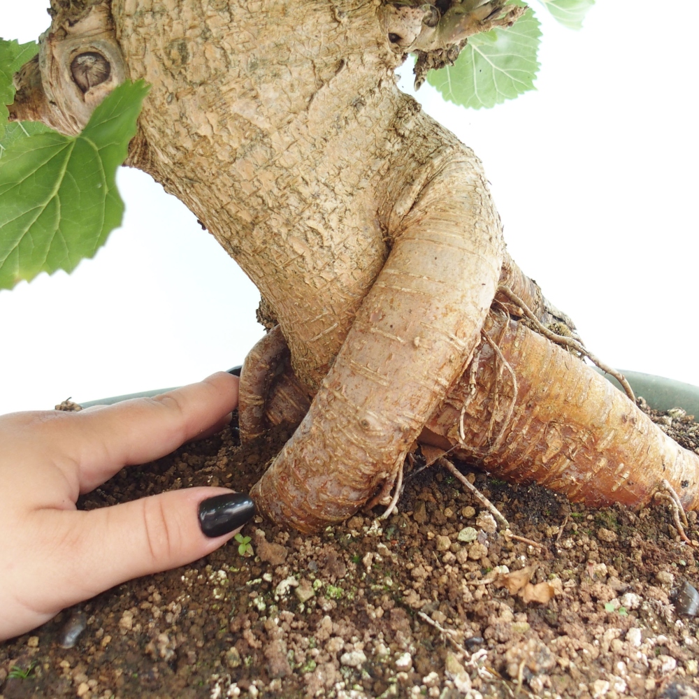 Bonsai voor buiten -Morus alba - moerbei