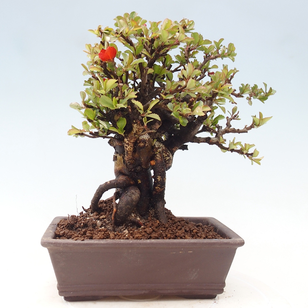 Bonsai voor buiten - Chaneomeles speciosa - Kweepeer