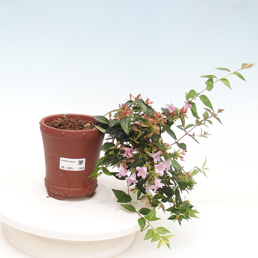 Bonsai voor buiten - Abelia Grandiflora - Abelia grandiflora