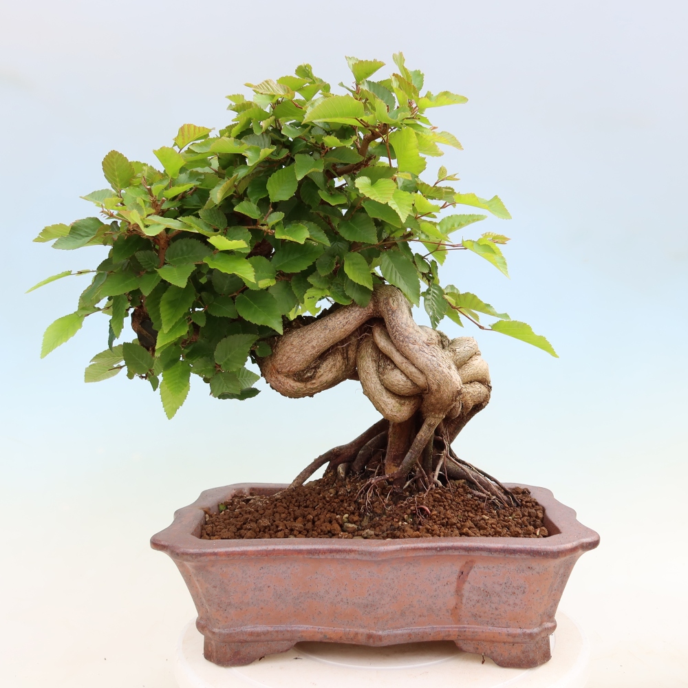 Bonsai voor buiten -Carpinus Coreana - Koreaanse haagbeuk