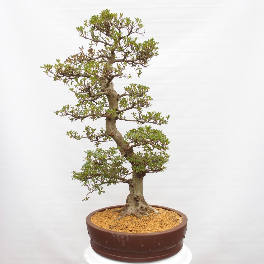 Bonsai voor buiten - Japanse Azalea - Azalea Ai-no-Tsuki
