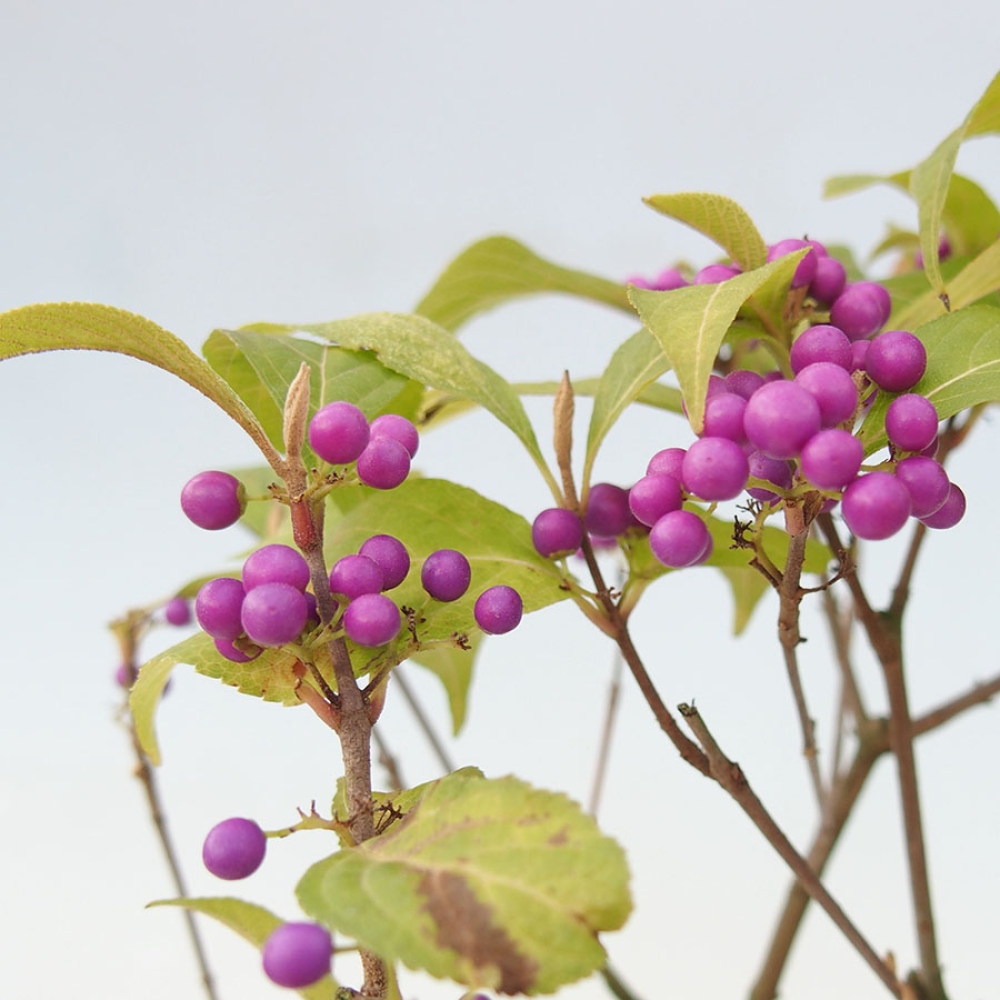 Bonsai voor buiten - Callicarpa bodinierova profusion