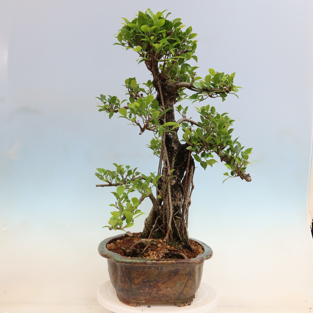 Kamerbonsai - Ficus kimmen - kleinbladige ficus