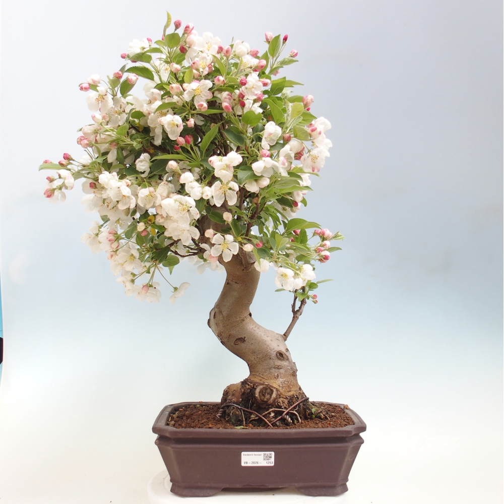 Bonsai voor buiten -Malus halliana - Appelboom met kleine vruchten