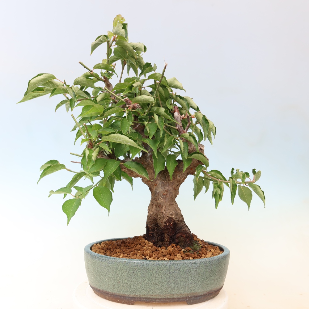 Bonsai voor buiten – Japanse abrikoos – Prunus Mume