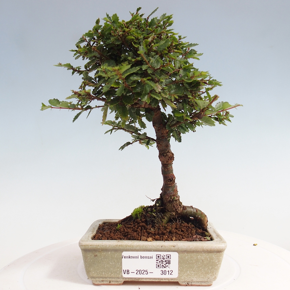 Bonsai voor buiten - Ulmus parvifolia Sagei - Kleinbladige iep