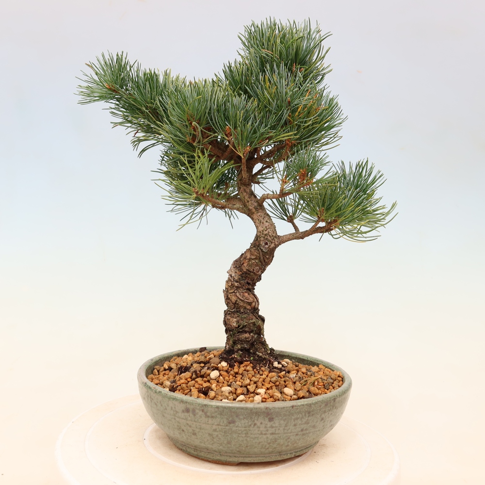 Bonsai voor buiten - Pinus parviflora - Pinus parviflora