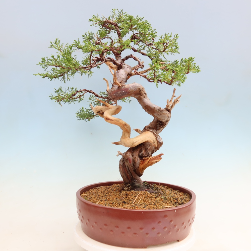 Bonsai voor buiten - Juniperus chinensis Itoigawa-Juniperus chinensis