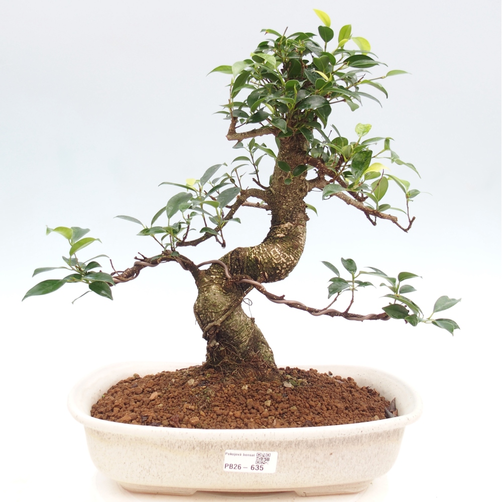 Kamerbonsai - Ficus kimmen - kleinbladige ficus