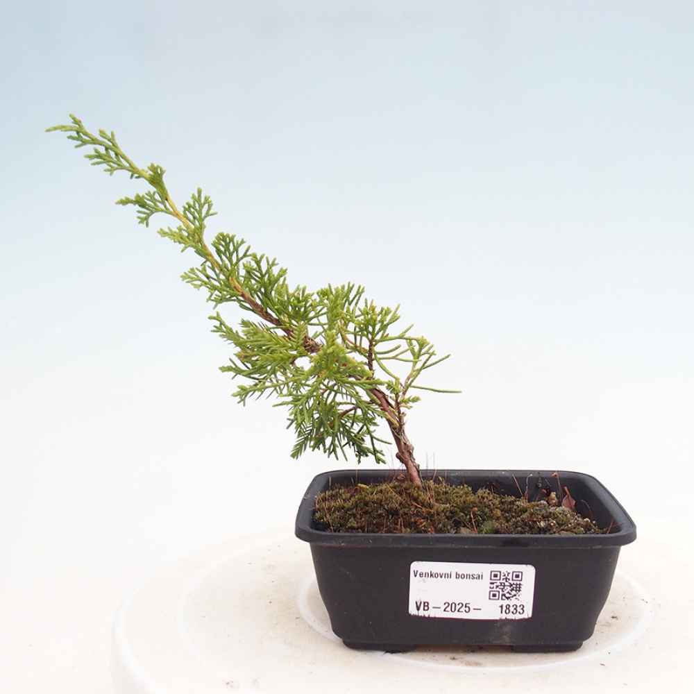 Bonsai voor buiten - Juniperus chinensis Itoigawa