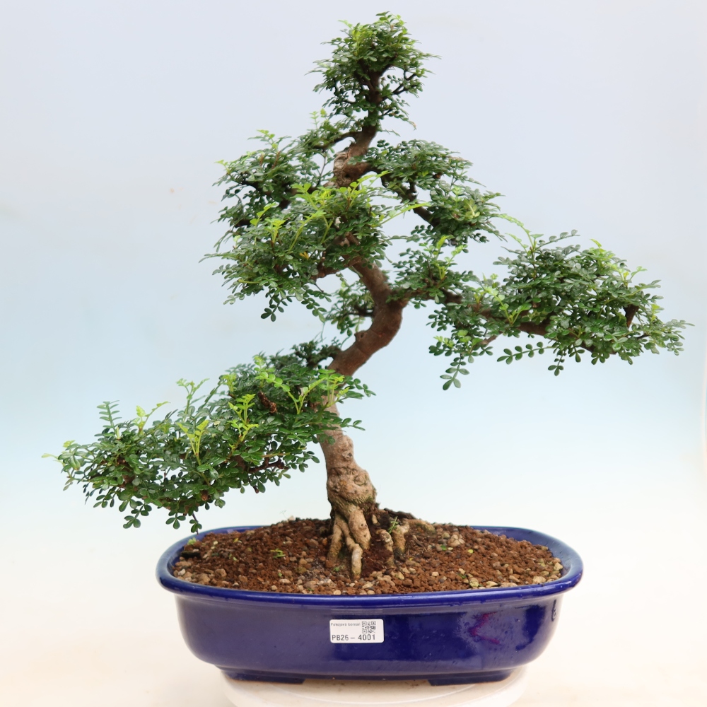 Kamerbonsai - Zantoxylum piperitum - peperboom