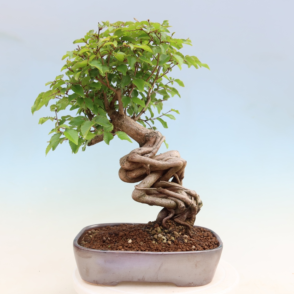 Bonsai voor buiten -Carpinus Coreana - Koreaanse haagbeuk