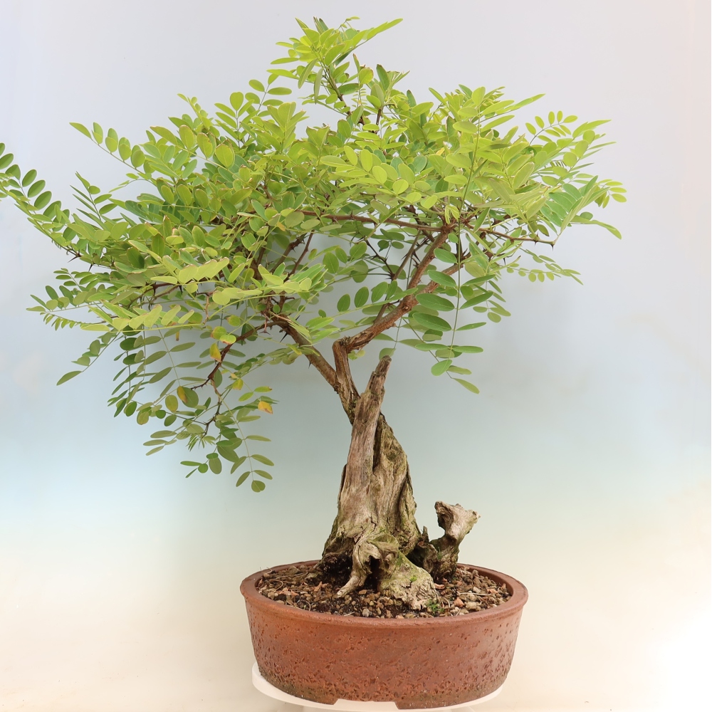 Bonsai voor buiten - Doornacacia - Robinia pseudoacacia