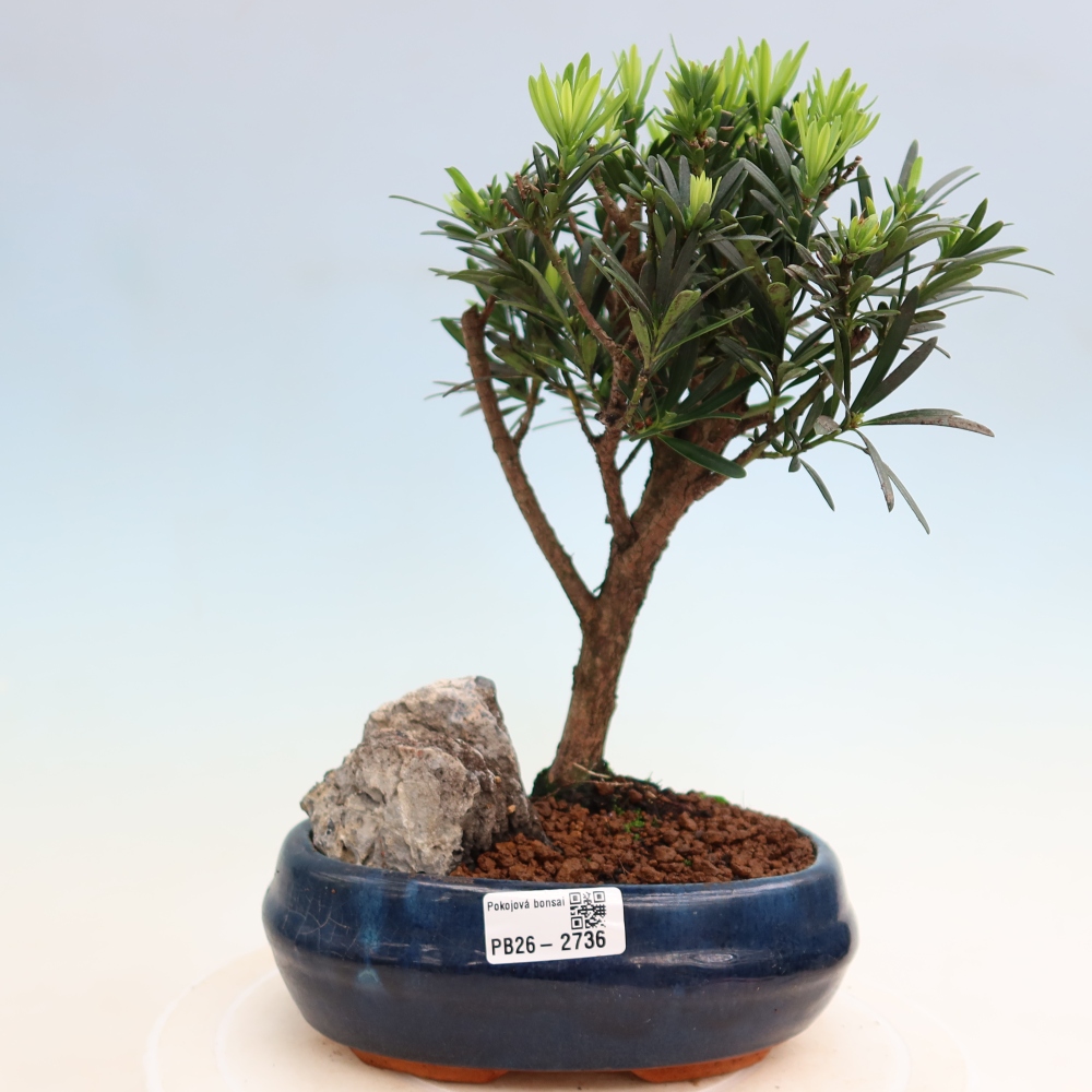 Kamerbonsai - Podocarpus - Taxus