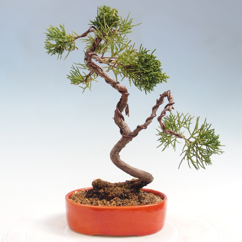 Bonsai voor buiten - Juniperus chinensis Kishu
