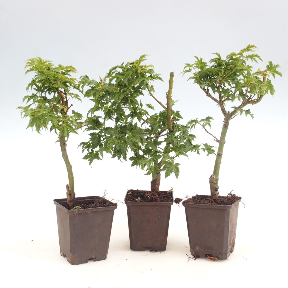 Bonsai voor buiten -Javor palmate - Acer palmatum Shishigashira in container