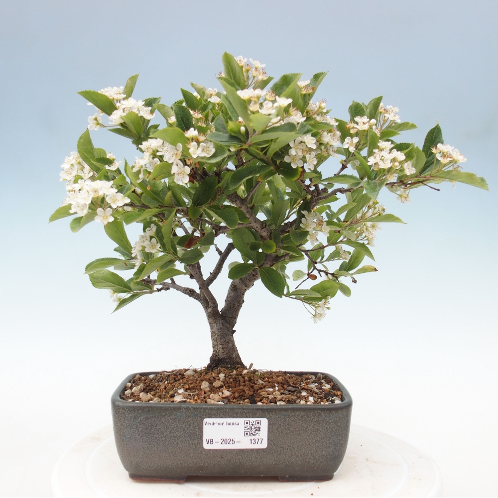Bonsai voor buiten - Photinia villosa