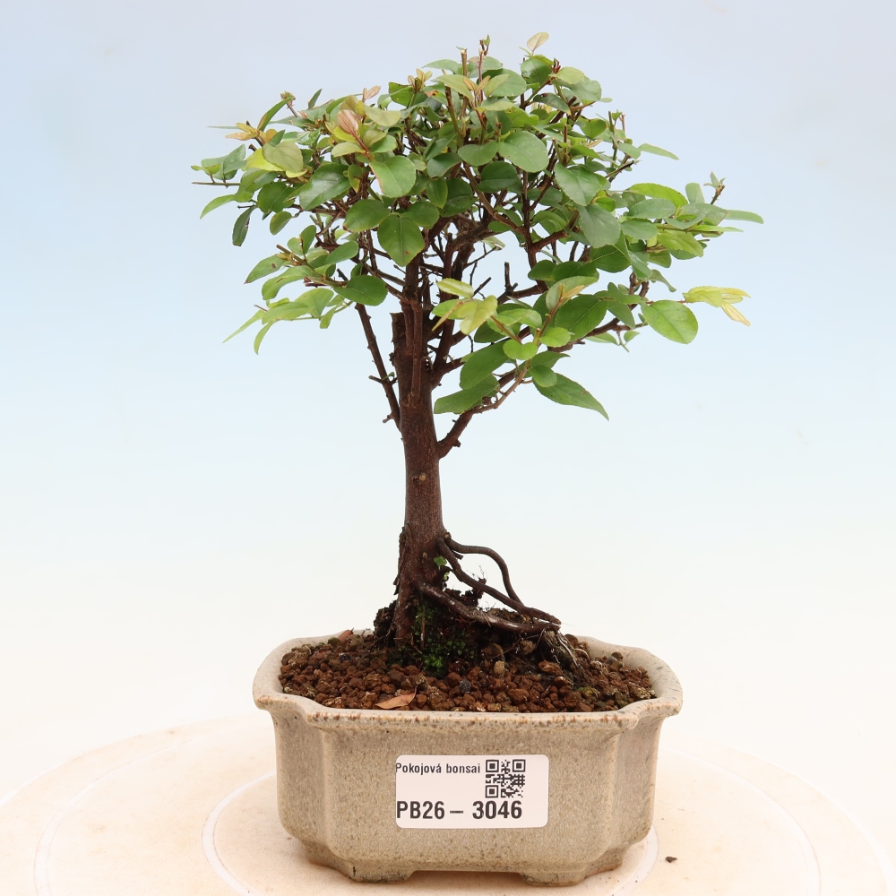 Kamerbonsai - Sageretia thea - Sageretia thea