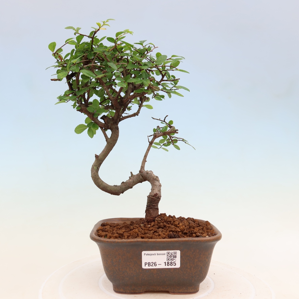 Kamerbonsai - Ulmus parvifolia - Winteriep