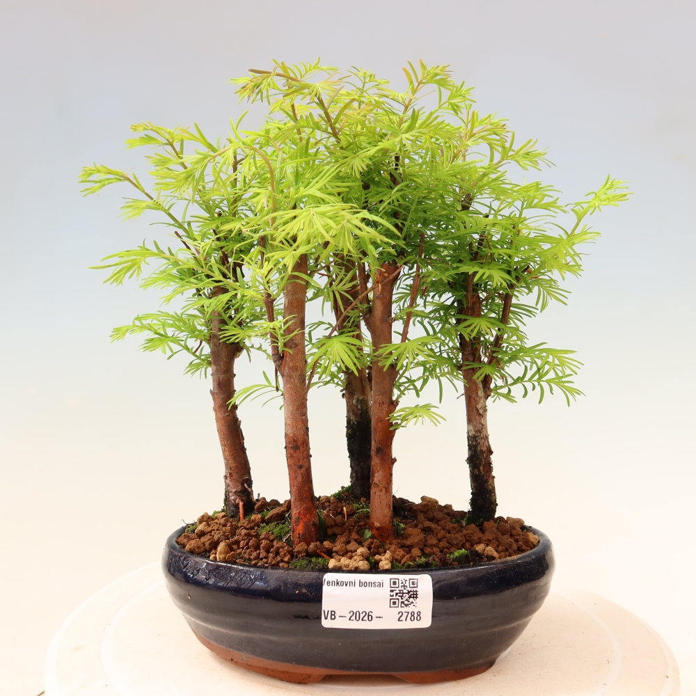 Buitenbonsai - Metasequoia glyptostroboides - Chinese metasequoia - bosje