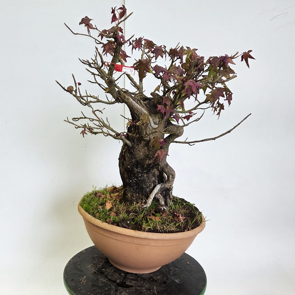 Bonsai voor buiten - Ambrosia - Liquidambar styraciflua