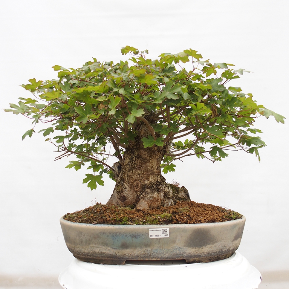 Bonsai voor buiten -Javor babyka - Acer campestre