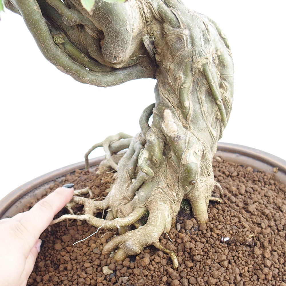 Bonsai voor buiten - Acer Buergerianum - Burgeresdoorn