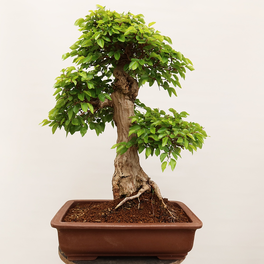 Bonsai voor buiten -Carpinus Coreana - Koreaanse haagbeuk