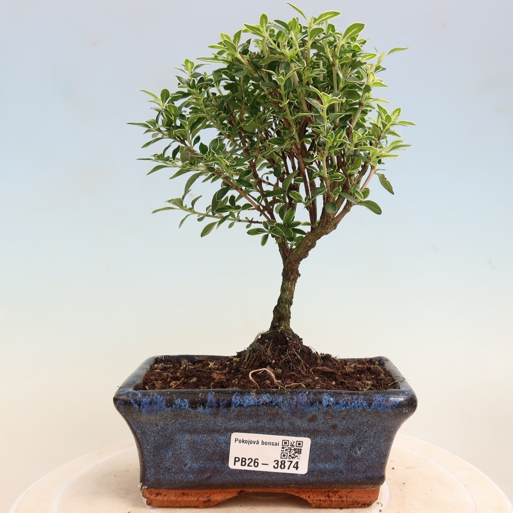 Kamerbonsai - Serissa foetida Variegata - Boom van duizend sterren