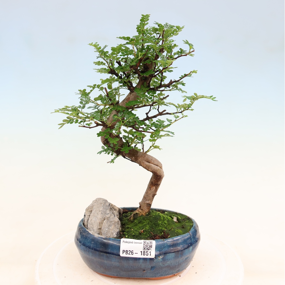 Kamerbonsai - Zantoxylum piperitum - peperboom