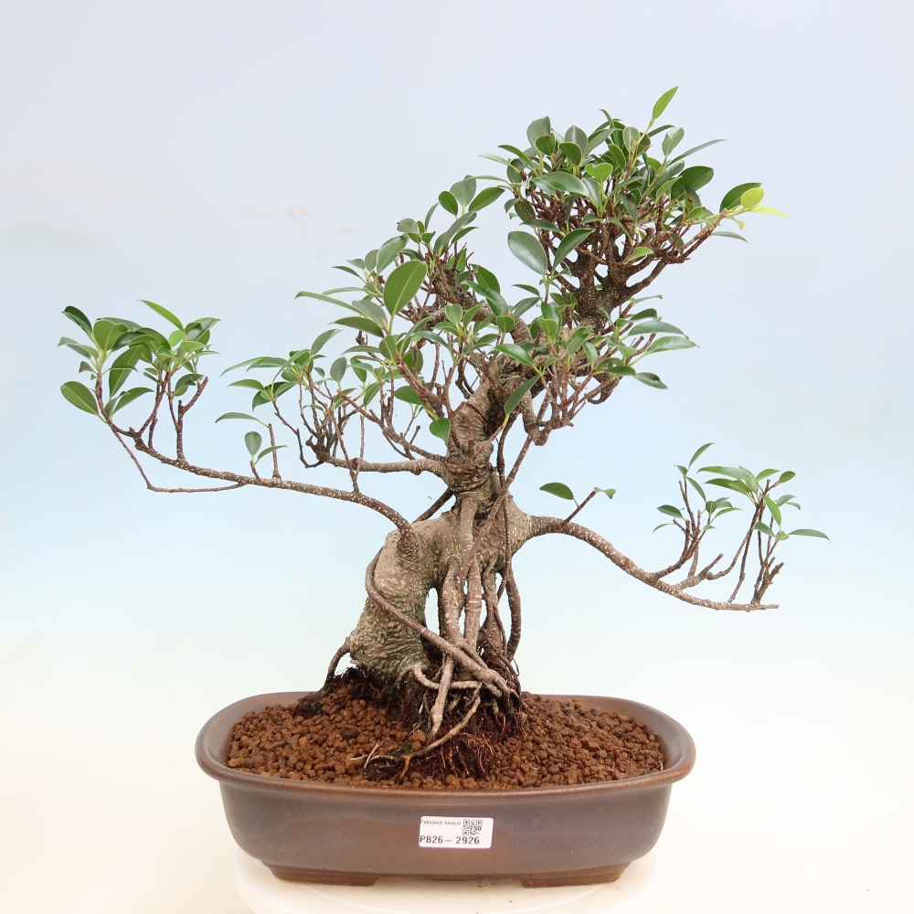 Kamerbonsai - Ficus kimmen - kleinbladige ficus