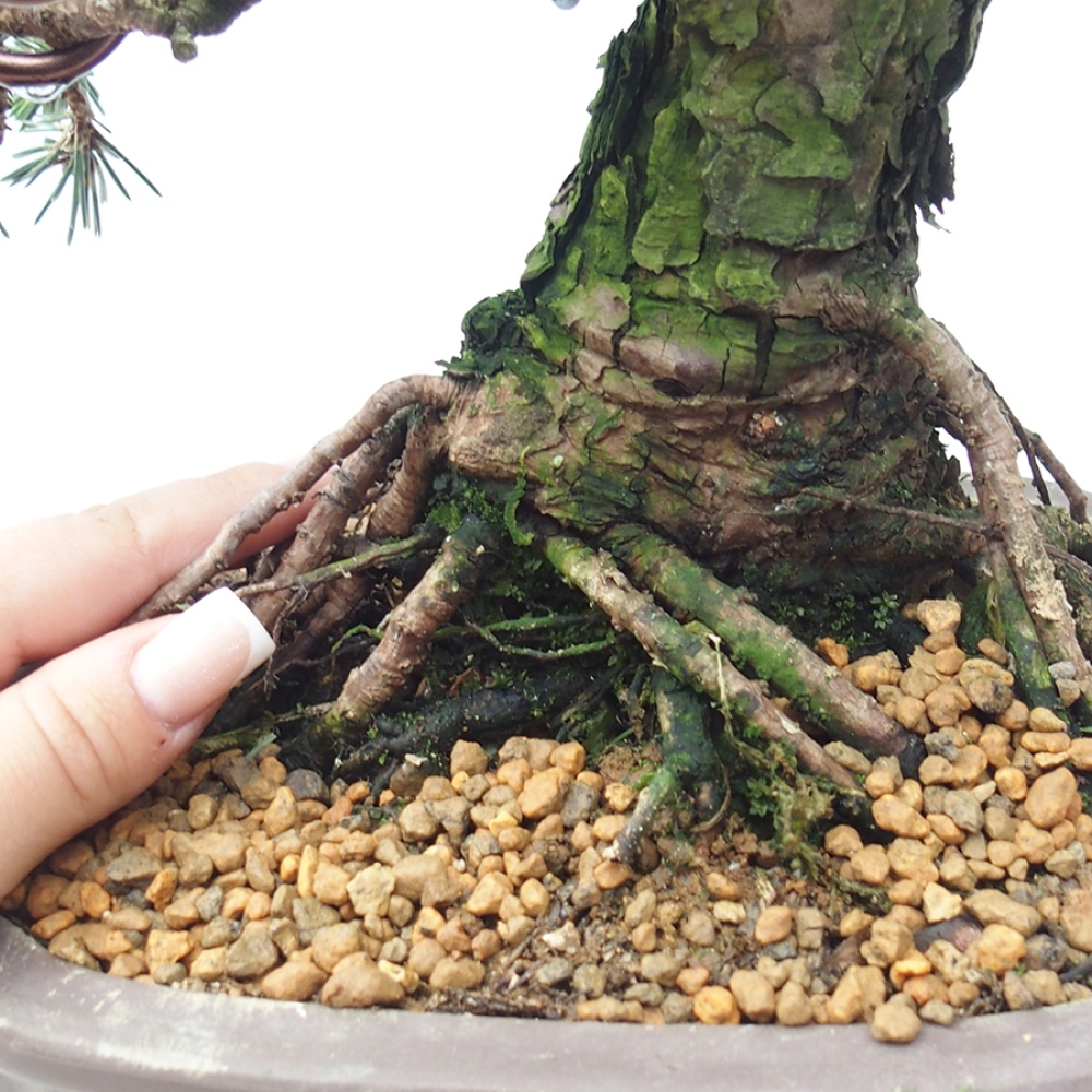 Bonsai voor buiten - Pinus thunbergii Kotobuki - Thunberg den