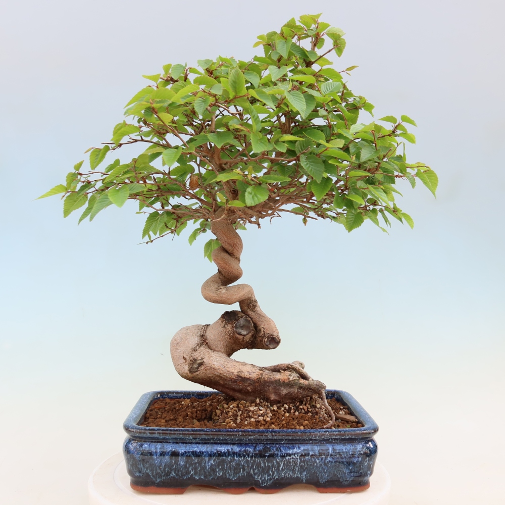 Bonsai voor buiten -Carpinus Coreana - Koreaanse haagbeuk