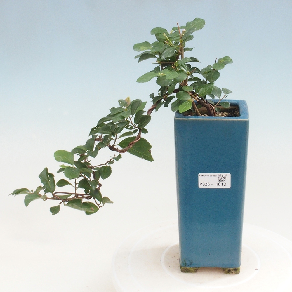 Bonsai - Grewia occidentalis - Lavendel zeester