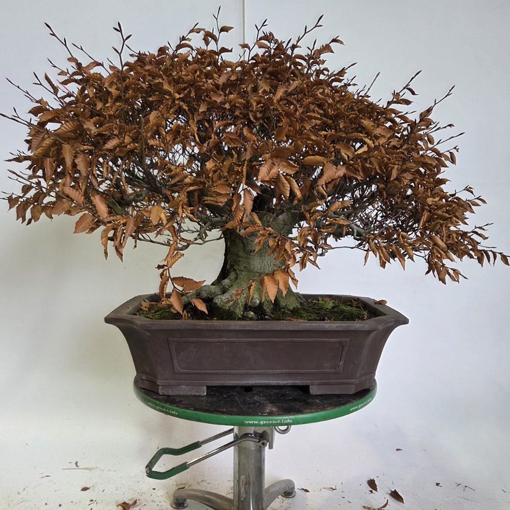 Bonsai voor buiten - Fagus crenata